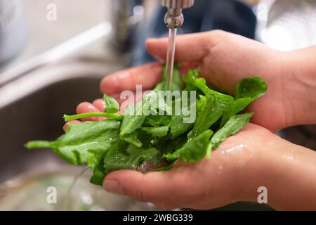 Frauenhände waschen Kresseblätter unter fließendem Wasser. Frische Kräuter für Salat, hellgrüne Farbe, Lebensmittelfotografie Konzept Stockfoto