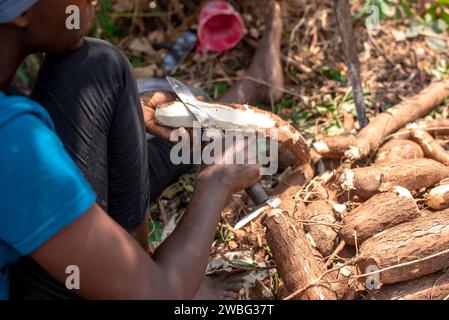 Am 10. Januar 2023 schält eine Frau mit einem Messer geernteten Maniok auf einer Farm in Oyo, Nigeria. Trockenzeit in Nigeria Stockfoto