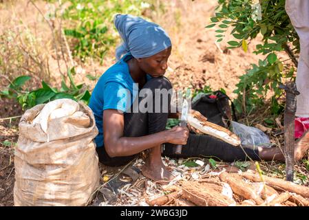 Am 10. Januar 2023 schält eine Frau mit einem Messer geernteten Maniok auf einer Farm in Oyo, Nigeria. Trockenzeit in Nigeria Stockfoto