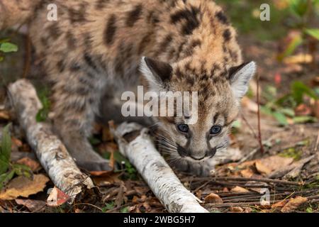 Cougar Kitten (Puma concolor) blickt hinunter auf Birch Branch Herumn - ein Gefangenes Tier Stockfoto