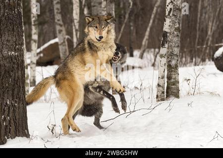Grauer Wolf (Canis Lupus) springt hoch, um Schwarzer Phase Wolf Winter - Gefangene Tiere zu vermeiden Stockfoto