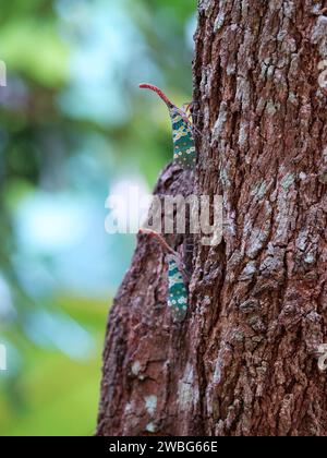 Ein leuchtender Lichtträger (Fulgoridae) auf einem Baumstamm in einer natürlichen Umgebung im Freien Stockfoto