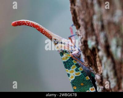 Ein leuchtender Lichtträger (Fulgoridae) auf einem Baumstamm in einer natürlichen Umgebung im Freien Stockfoto