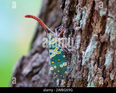 Ein leuchtender Lichtträger (Fulgoridae) auf einem Baumstamm in einer natürlichen Umgebung im Freien Stockfoto