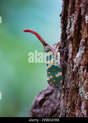 Ein leuchtender Lichtträger (Fulgoridae) auf einem Baumstamm in einer natürlichen Umgebung im Freien Stockfoto