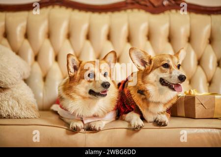 Zwei süße rot-weiße waliser Corgi pembroke in Silvesterkleidung auf dem Sofa mit Geschenkboxen Stockfoto