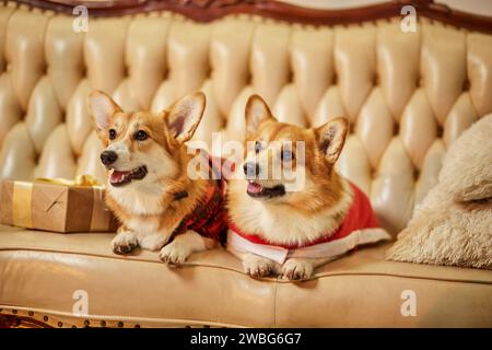 Zwei süße rot-weiße waliser Corgi pembroke in Silvesterkleidung auf dem Sofa mit Geschenkboxen Stockfoto