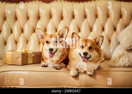 Zwei süße rot-weiße waliser Corgi pembroke in Silvesterkleidung auf dem Sofa mit Geschenkboxen Stockfoto