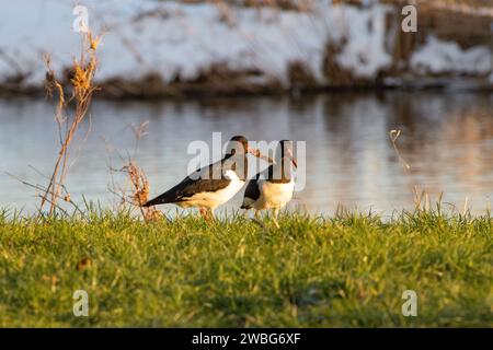 Zwei Austernfänger (Haematopus ostralegus) neben dem Don, Inverurie, Aberdeenshire, Schottland, Vereinigtes Königreich Stockfoto