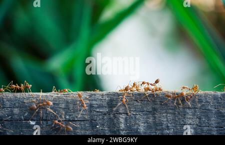 Makrofoto der roten Ameisenkönigin, Porträt der Ameisenkolonie, Nahaufnahme von schwarzen und braunen Ameisen mit glänzenden Köpfen und Beinen Stockfoto