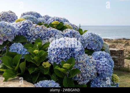 busch von blauen Hortensien mit Blick auf einen ruhigen, felsigen Strand und ruhiges Meer unter klarem Himmel Stockfoto