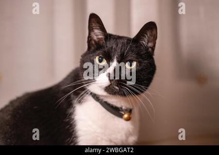 Porträt einer schwarz-weißen Katze auf hellem Hintergrund Stockfoto