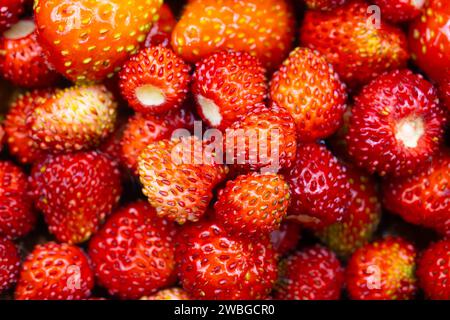 Frische wilde Erdbeeren (Fragaria vesca) Stockfoto