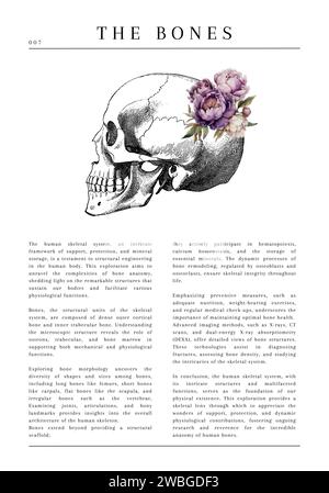 20 digitale anatomische medizinische Illustrationen mit Beschreibung und Blumen Stockfoto