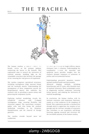 20 digitale anatomische medizinische Illustrationen mit Beschreibung und Blumen Stockfoto