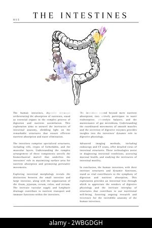 20 digitale anatomische medizinische Illustrationen mit Beschreibung und Blumen Stockfoto