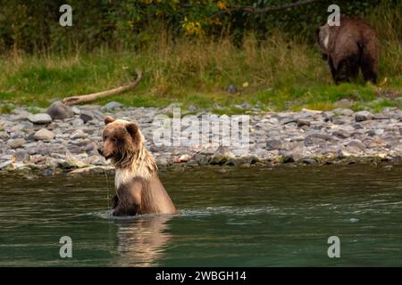 Ein Braunbär sitzt im Wasser, ein anderer Bär im Hintergrund am Ufer, wahrscheinlich Lachsfischer. Stockfoto