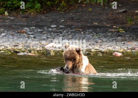 Junges Grizzlybärchen, Ursus arctos horribilis, fängt und isst die Fische im Fluss Stockfoto