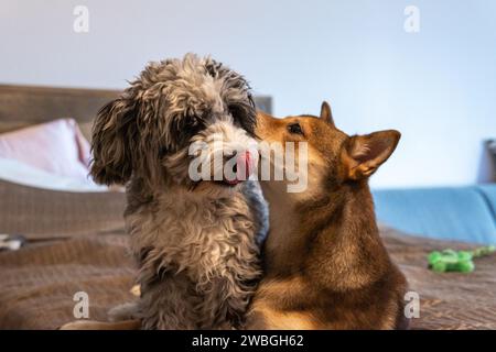 Shiba Inu und Toy Aussie Poodle Stockfoto