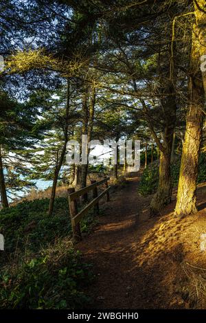 Trail im Fort Ebey State Park, WA Stockfoto