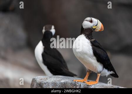 2 Puffins, Fratercula arctica, stehend auf einer Felswand Stockfoto