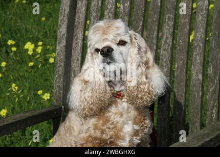 Cocker Spaniel Porträt sitzt auf einem Stuhl in Wildblumen Stockfoto