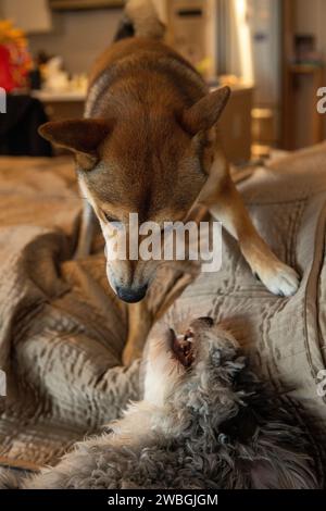 Shiba Inu und Toy Aussie Poodle Stockfoto