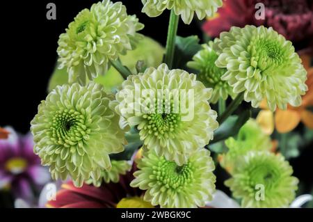 Chrysantheme morifolium Blüte mit grünen Blüten aus nächster Nähe Stockfoto