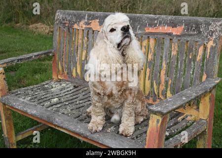 Cocker Spaniel sitzt auf einer alten schälenden Farbbank Stockfoto