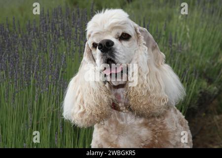 Cocker Spaniel Porträt im Lavendelfeld Stockfoto