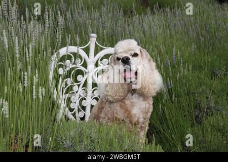 Cocker Spaniel Porträt sitzt auf einem Stuhl in den Lavendelfeldern. Stockfoto