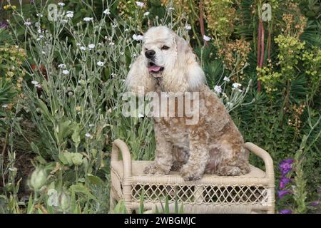 Cocker Spaniel sitzt auf einer Bank in einem Blumengarten Stockfoto