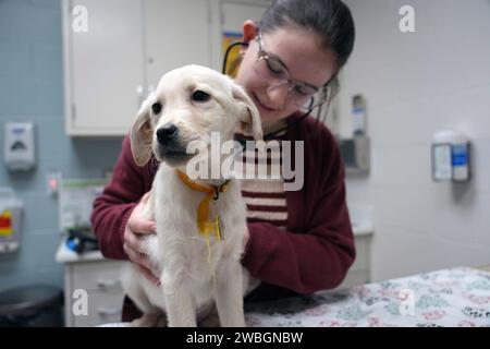 St. Louis, Usa. Januar 2024. Die Mitarbeiterin der Humane Society Jessie Topeka überprüft die Gesundheit eines drei Monate alten gelben Laborwelpen einen Tag nach der Rettung in St. Louis am Mittwoch, 10. Januar 2024. Der kleine Welpe war Teil einer Gruppe von 97 gemischten Labrador Retrievers, die am 9. Januar 2024 von einem nicht lizenzierten Züchter in Phelps County, Missouri, gerettet wurden. Foto: Bill Greenblatt/UPI Credit: UPI/Alamy Live News Stockfoto