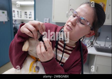 St. Louis, Usa. Januar 2024. Jessie Topeka, die Mitarbeiterin der Humane Society, überprüft die Zähne eines drei Monate alten gelben Laborwelpen einen Tag nach der Rettung in St. Louis am Mittwoch, 10. Januar 2024. Der kleine Welpe war Teil einer Gruppe von 97 gemischten Labrador Retrievers, die am 9. Januar 2024 von einem nicht lizenzierten Züchter in Phelps County, Missouri, gerettet wurden. Foto: Bill Greenblatt/UPI Credit: UPI/Alamy Live News Stockfoto