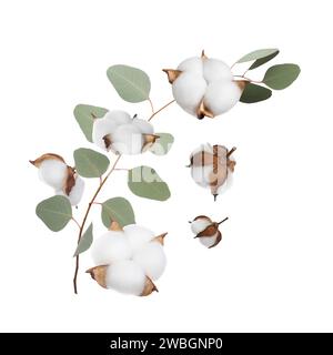 Baumwollblüten und Eukalyptusblätter fallen isoliert auf weiß Stockfoto