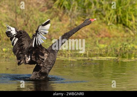 Der Schwarze Schwan (Cygnus atratus) ist ein großer, unverwechselbarer Wasservogel, der in Australien beheimatet ist und das Staatswappen Westaustraliens ist. Stockfoto