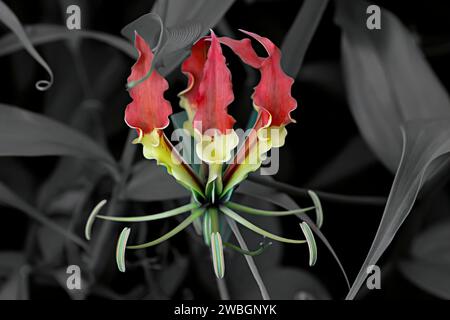 Schöne ausgedrückte Naturbilder von schönen roten und gelben Blumen, um Kunst zu wollen. Stockfoto