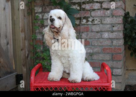 Cocker Spaniel sitzt auf einer roten Bank vor einer Ziegelmauer mit Efeu Stockfoto