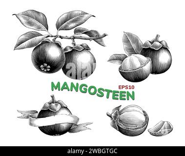 Mangostan handgezeichnete schwarze und weiße Clipart im Vintage-Stil Stock Vektor