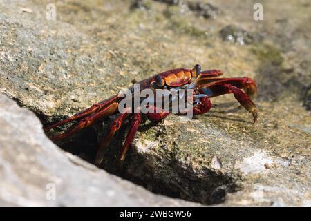 Einsiedelkrabbenschalen im Gezeitenbecken, Point Lobos State Reserve, Monterey, Kalifornien. Stockfoto