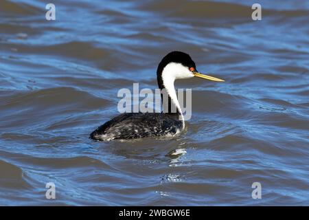 Western Grebe (Aechmophorus occidentalis) schwimmt vor der Küste, nördlich von Monterey, Kalifornien. Reflexion über Wasser. Stockfoto