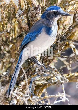 California Scrub Jay Erwachsener im Garland Ranch Regional Park, Monterey County, Kalifornien. Stockfoto