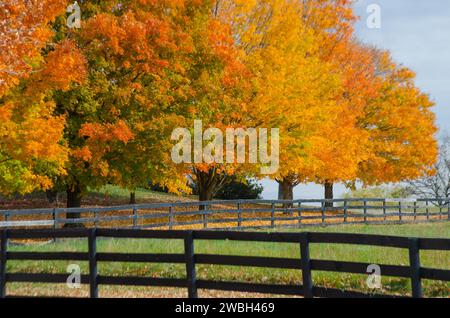 Spektakuläre Herbstfarben schmücken die ländlichen Landschaften der Virginia Fields im Pferderaum. Stockfoto