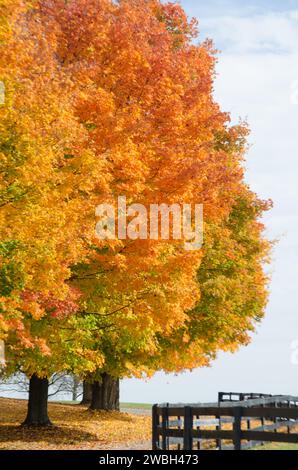 Spektakuläre Herbstfarben schmücken die ländlichen Landschaften der Virginia Fields im Pferderaum. Stockfoto