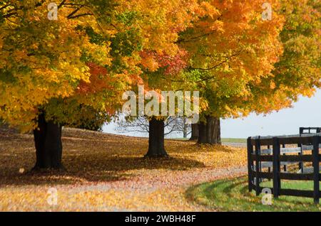 Spektakuläre Herbstfarben schmücken die ländlichen Landschaften der Virginia Fields im Pferderaum. Stockfoto