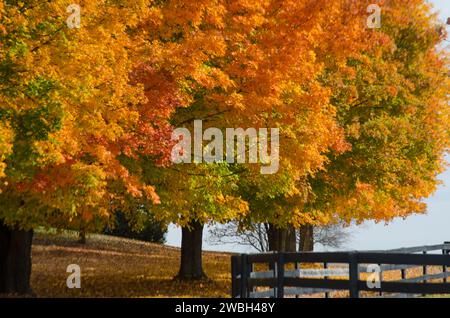 Spektakuläre Herbstfarben schmücken die ländlichen Landschaften der Virginia Fields im Pferderaum. Stockfoto