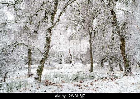 Frost- und schneebedeckte Birken in der schottischen Landschaft. Grantown auf Spey, Highlands, Schottland Stockfoto