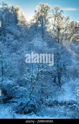 Frost- und schneebedeckte Bäume in der schottischen Landschaft. Glen Brown, Cairngorms, Highlands, Schottland Stockfoto