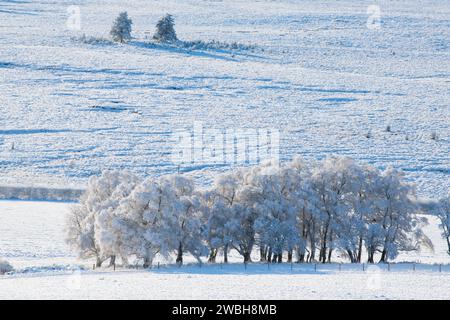 Frost- und schneebedeckte Bäume in der schottischen Landschaft. Cairngorms, Highlands, Schottland Stockfoto