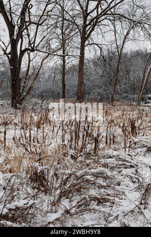 Neuschnee ist über gestörten Boden gefallen (durch die Entfernung von Überflutungen im Fluss direkt hinter dieser Szene), wo viele nicht einheimische Pflanzen besiedelt haben Stockfoto